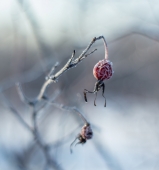 Предпоследние заморозки...