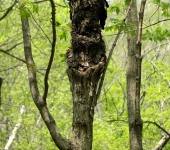 Лица леса: веселое