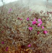 Рододиндон отдельноцветущий необыкновенный