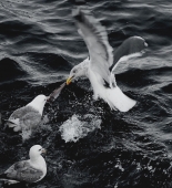 Хулиган. Или размер имеет значение. Хулиган. Или размер имеет значение.