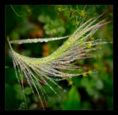 Бусы из дождя