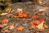 autumn leaves