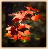 Последний в красном :)