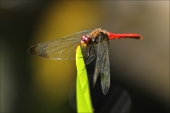 Красная стрекоза