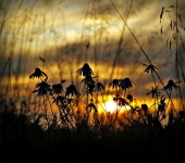 закат глазами ежика...