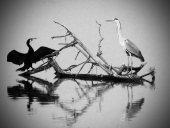 Вчера я поймал вот такую рыбу