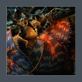 Драконоведение. Aloe . Catalunya. 2018 Драконоведение. Aloe . Catalunya. 2018