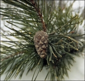 Вечнозелёная... Вечнозелёная...