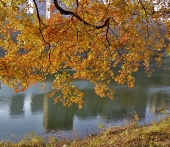 ветка клёна над водой...