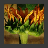 burn. sunflower. Zvoz 2018