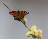 Перезимовали