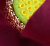 один день из жизни Nelumbo komarovii (2)