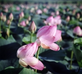 розовое на зелёном