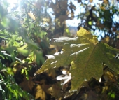 скоро осень.. скоро осень..