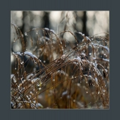 первый снег. 2017