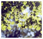 Прозрачная раняя Осень