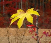 Диморфант (реликтовое растение Приморье)