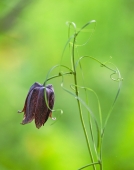 Хитросплетения