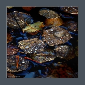 листья октября. 2018