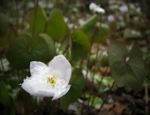 Реальный Подснежник ;)