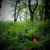 Царь-гриб(обабок дальневосточный)