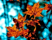 Легенды осени... Легенды осени...