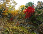 Красный клён на спуске в каньон