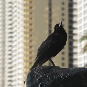 Ничего себе гнездо!