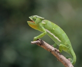 Вот веточка кончается