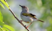 Сероспинная  широкохвостая  крапивниковая  славка
