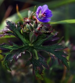 По следам Лаперуза. Мыс Сюркум (4)