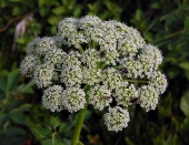 По следам Лаперуза. Мыс Сюркум (7)