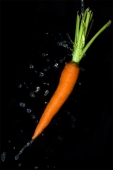 Carrot