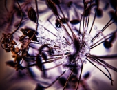 Первоснежье