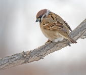 Ходют тут всякие...