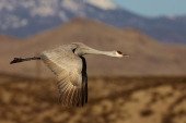 Канадский журавль (Sandhill Crane | Grus canadensis)