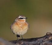 Встречая восход