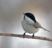 Синица гаичка Parus montanus