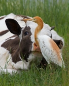 Почти Африка