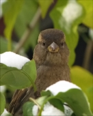 Ну чем не орёл:)!