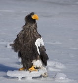 Парадный портрет