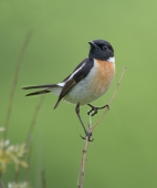 Гордый птах