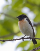 Маленький джентельмен