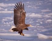 Над Золотым Рогом