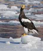 Эй, вы там, наверху!