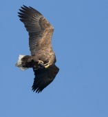 Обед на лету