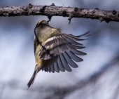 Почти колибри