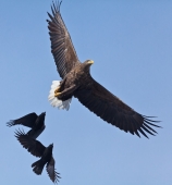 ... сопровождающие лица