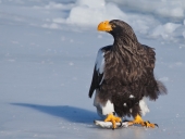 Белоплечий