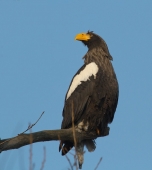 На любимом сучке